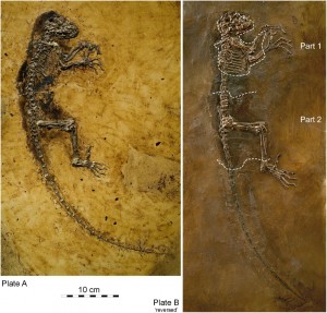 The 47m-year-old primate, named Ida.
